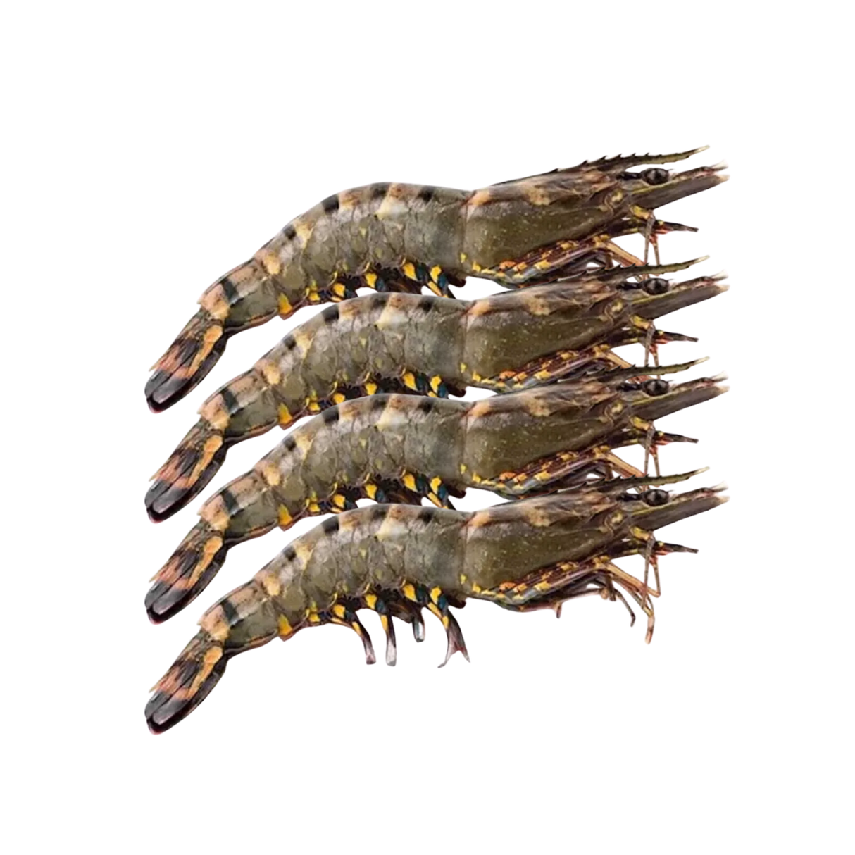 Minh Phu Organic Black Tiger Shrimp (Frozen, 500g, 8pcs)