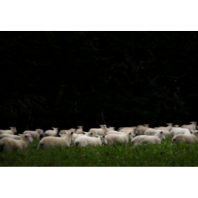 te mana lamb sheep in chicory paddock