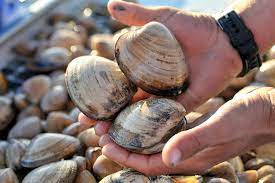 cloudy bay storm clams