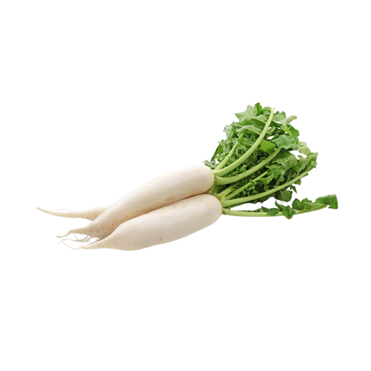 NZ Daikon Radish (each)